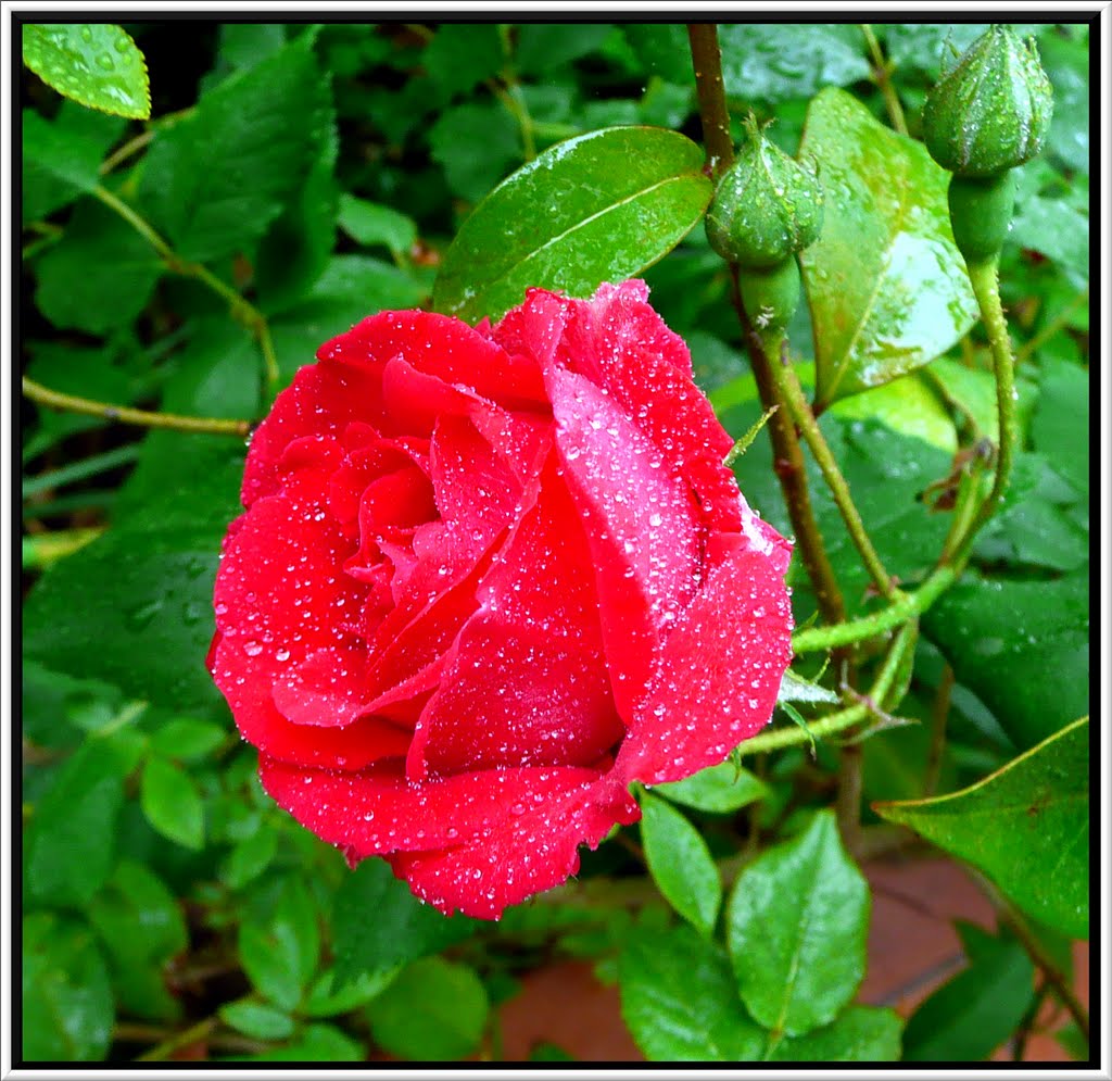 Love is a beautiful red rose given for no apparent reason. (anonymous) by MDanieli