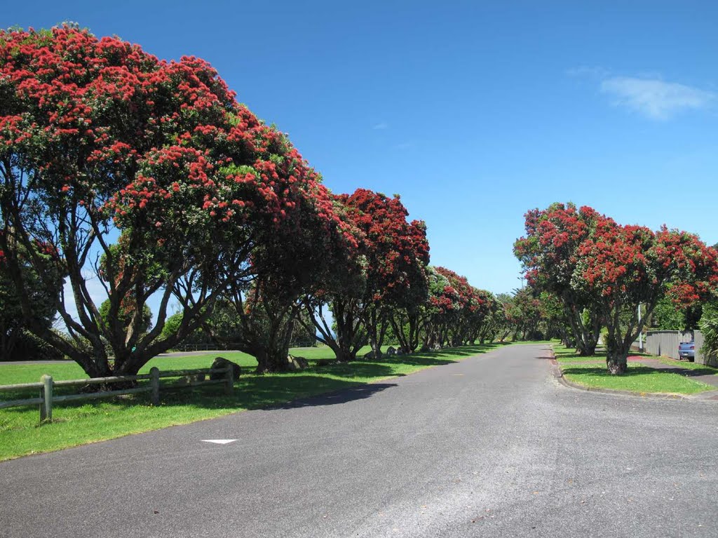 Brilliant red Xmas Pohutukawas by NZ Frenzy Guidebook (North) www.NzFrenzy.com