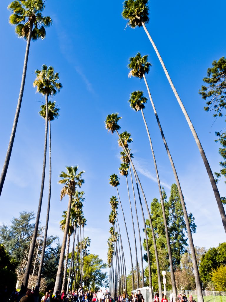 Palm-Trees on W. Del Mar Boulevard, Pasadena by Hoàng Khai Nhan