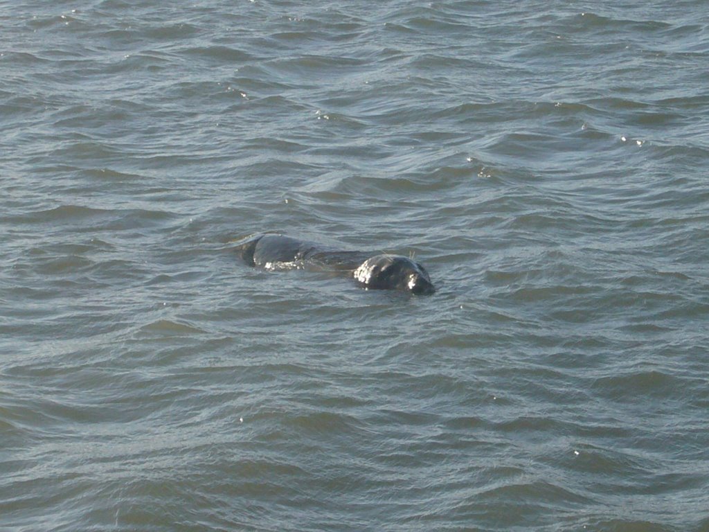 Loughshinny seal by Rodrigo Lara