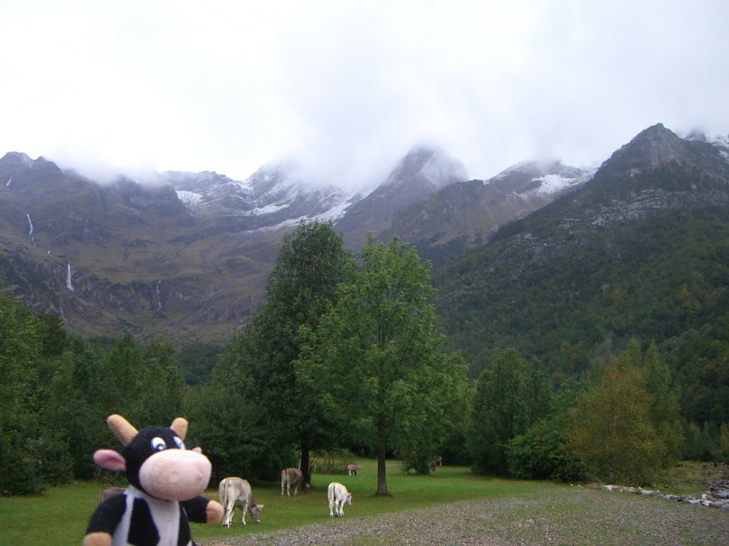 Vaca en Pirineos. Balcón de Pineta by dyaguemillan