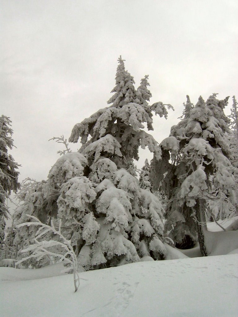 Trees in the snow by Andreas B. Otte