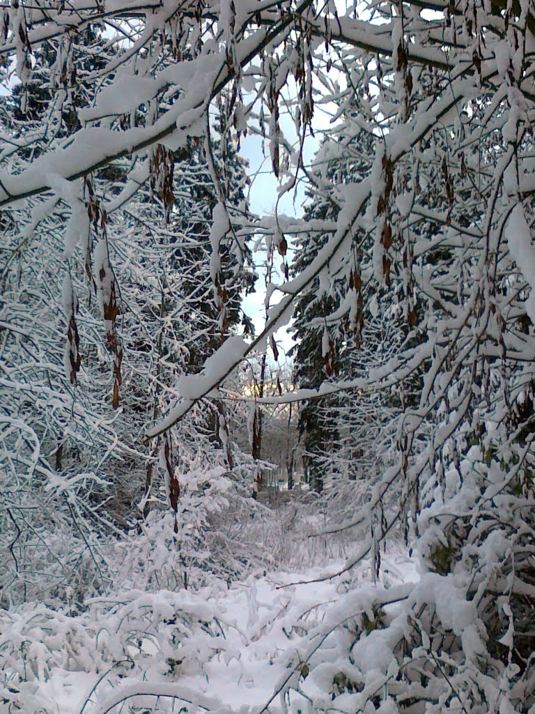 Blick durch eine winterliche Schneiße hinunter nach Schönwald by wolfgang.kohl6463