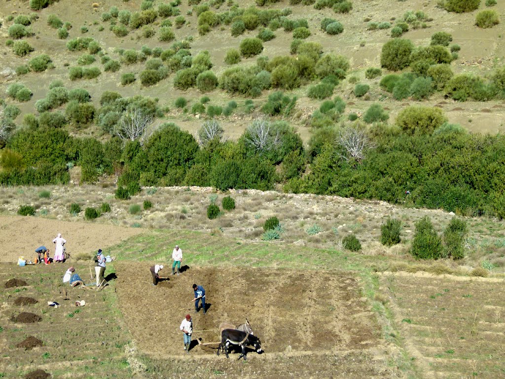 ALTO ATLAS (Haouz-Morocco). 2011. 88. Trabajando el campo. by Carlos Sieiro del Nido