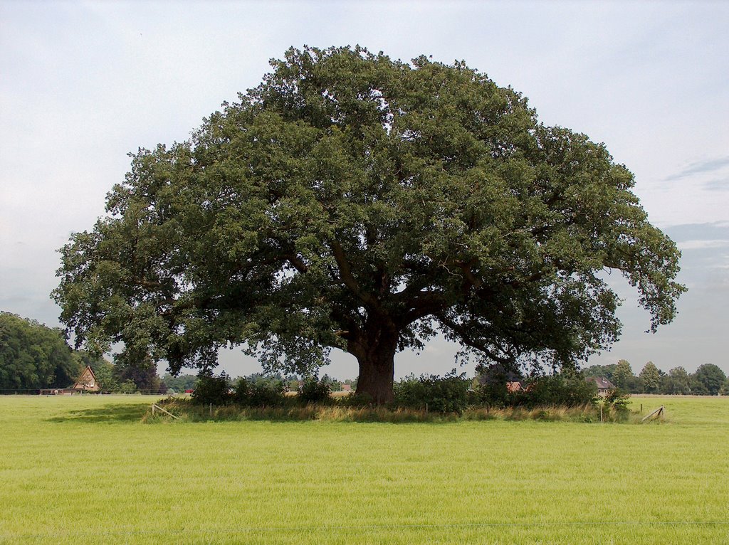 Reuzeneik van Vorden (Gld) / Giant oak of Vorden (Netherlands) (DETAILS: SEE COMMENTS) by Vincent Mauritz