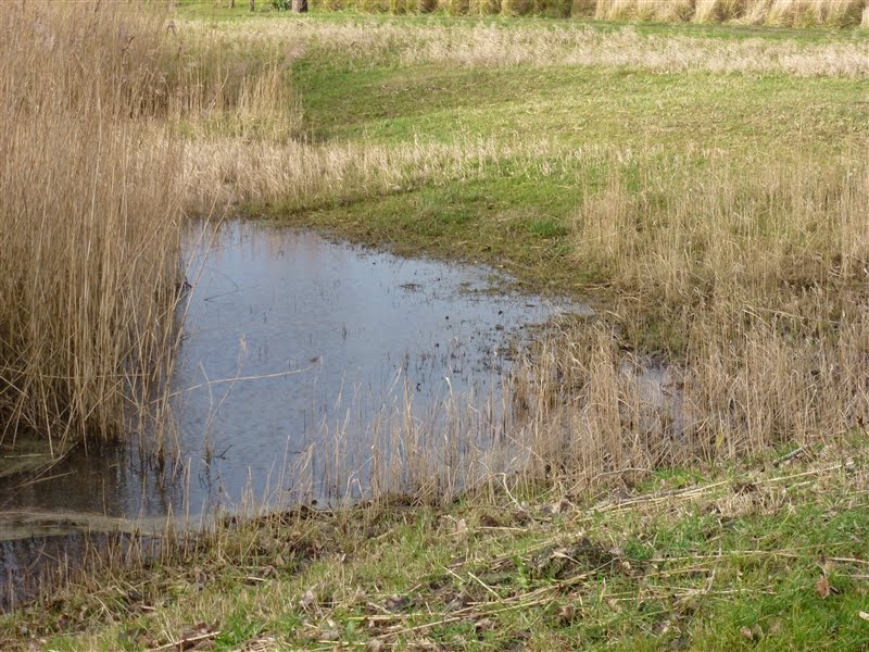 Het water staat hoog op 6 januari 2012 in Opwierde by Netty van der Deen - Flikkema