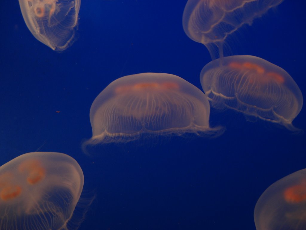 Jellyfish Vancouver Aquarium by kyliegoldstone