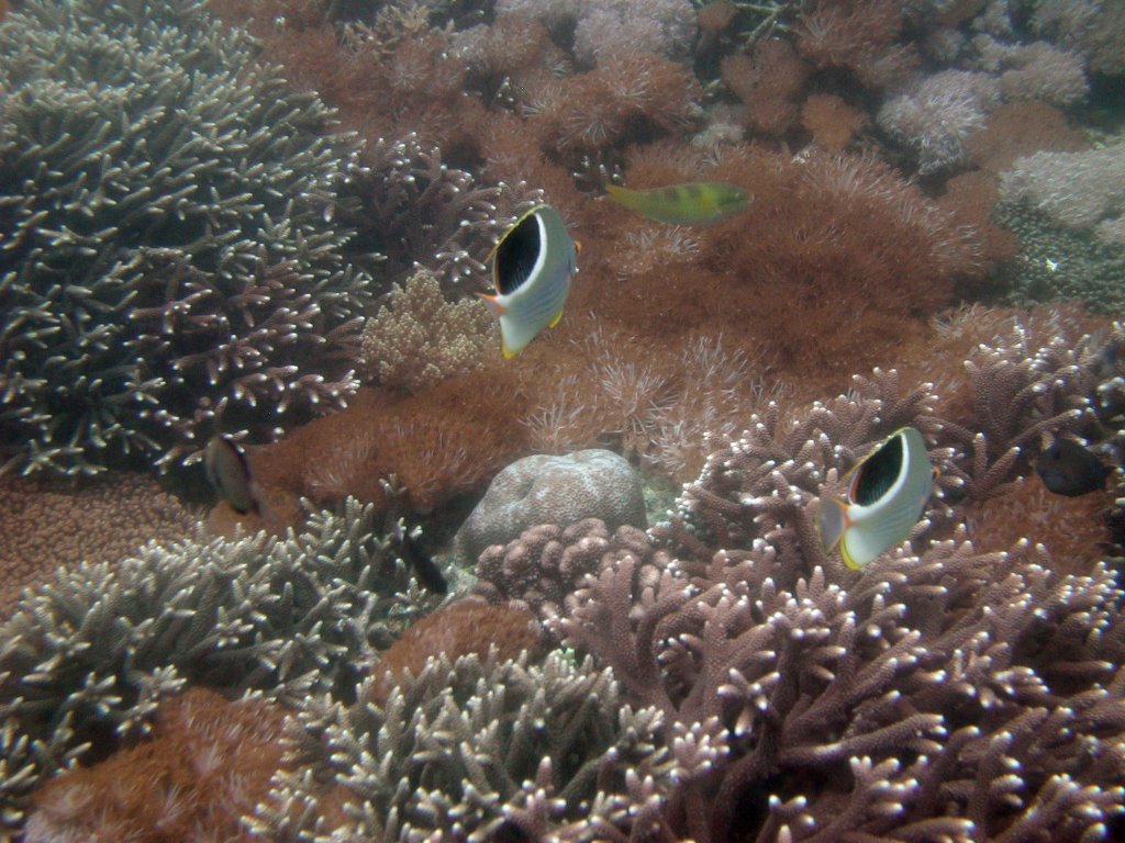 Jungutbatu, Nusapenida, Klungkung Regency, Bali, Indonesia by gryn.42