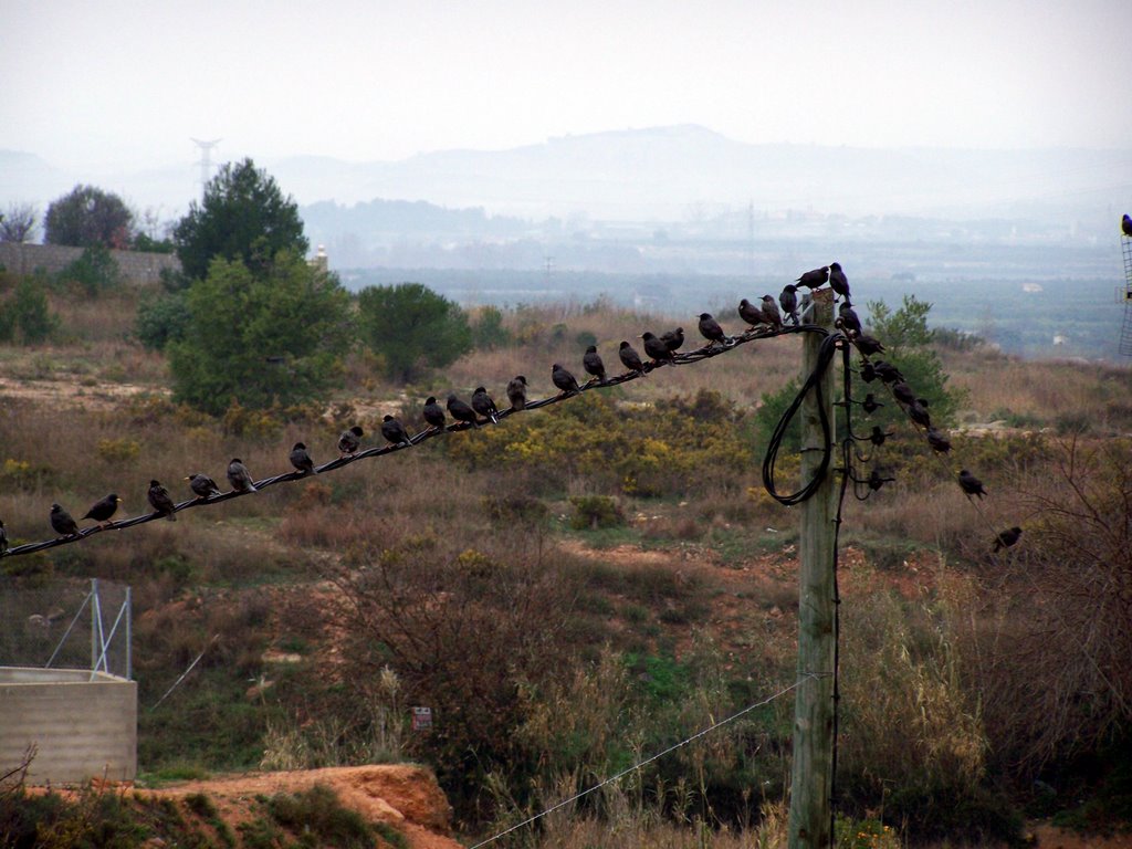 Pajaros inquietantes desde mi estudio by Emo Durá