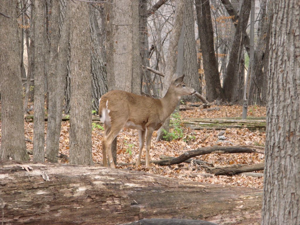 Nov 2009 - St. Louis Park, Minnesota. Deer in the forest at Westwood Hills Nature Center. by BRIAN ZINNEL