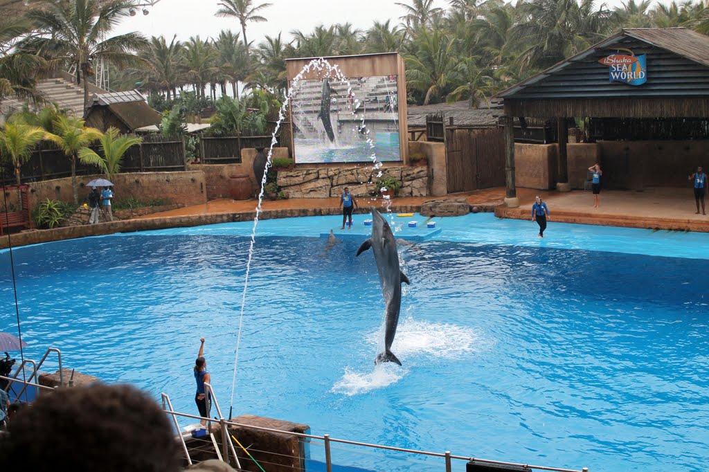 Ushaka Marine World-Dolphin Show by Philip-Radyn