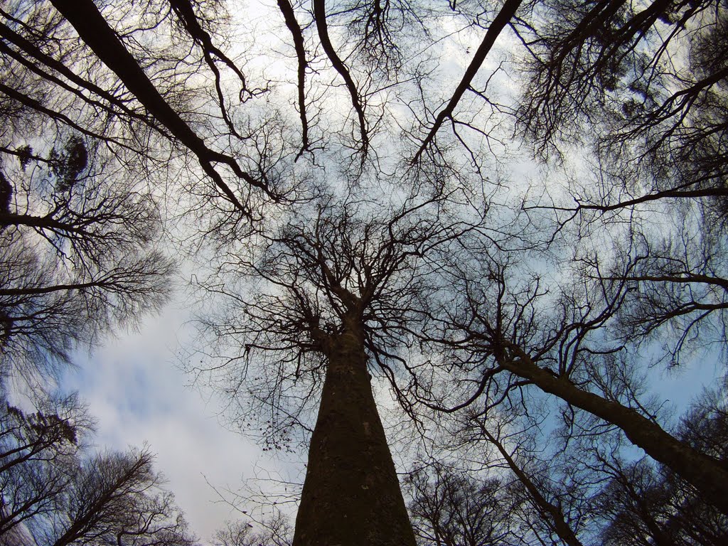 Woodbury Castle January by john5