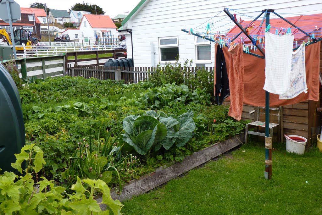 Gardens and Laundry in Stanley, Falkland Islands by Joseph Hollick