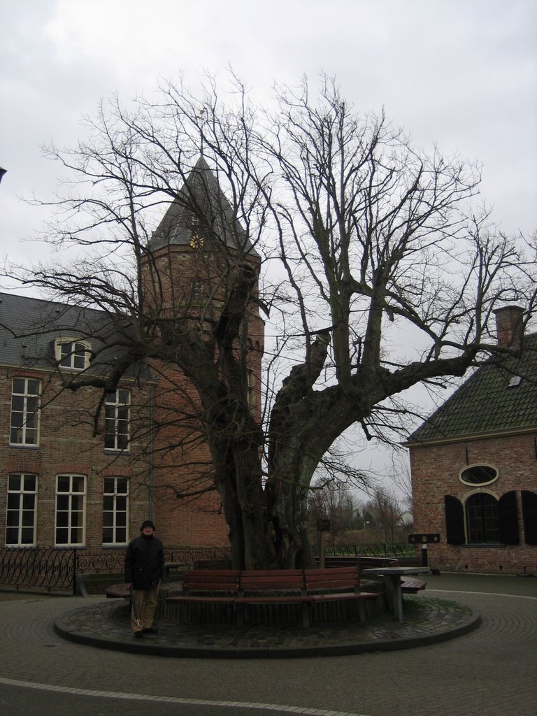 Linde van Slot Westhove / old Lime tree of Domburg castle (Netherlands) (DETAILS: SEE COMMENTS) by Vincent Mauritz