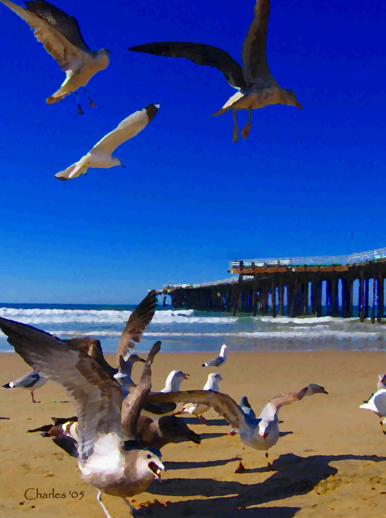 Gulls At Pismo Peir by artyes