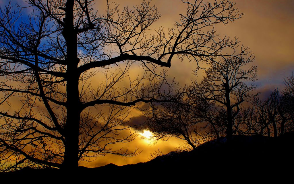 Alberi al tramonto-trees at sunset-árboles al atardecer by ocramnano