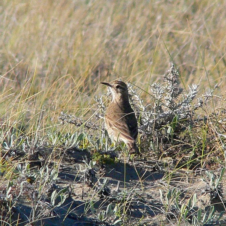 Common Miner (Patagonien-Erdhacker) by LeBoque