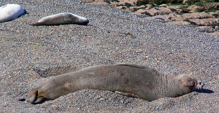 Sea Elephant (See-Elefant) male by LeBoque