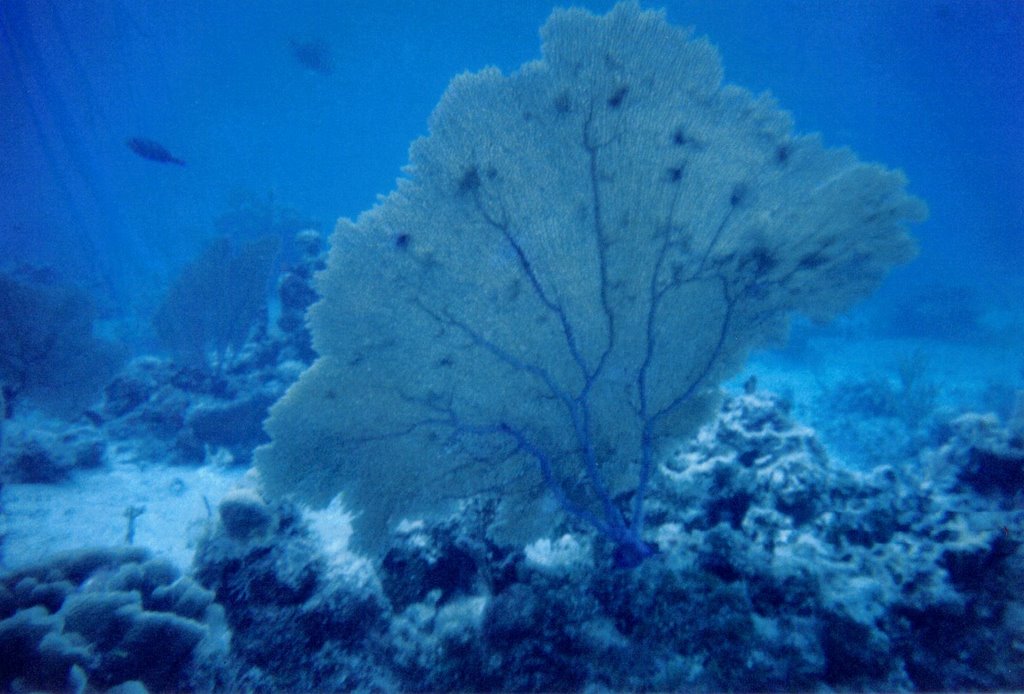 Cozumel Underwater 4 by ikecosta