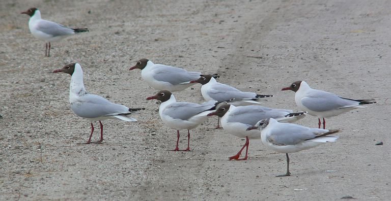 Brown-hooded Gull (Patagonienmöwe) by LeBoque