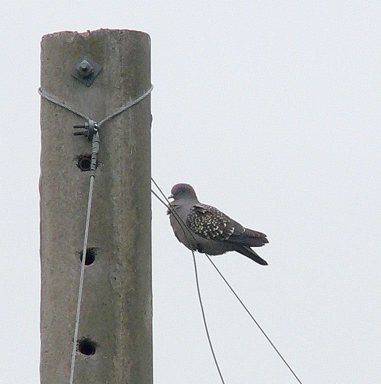 Spot-winged Dove (Fleckentaube) by LeBoque