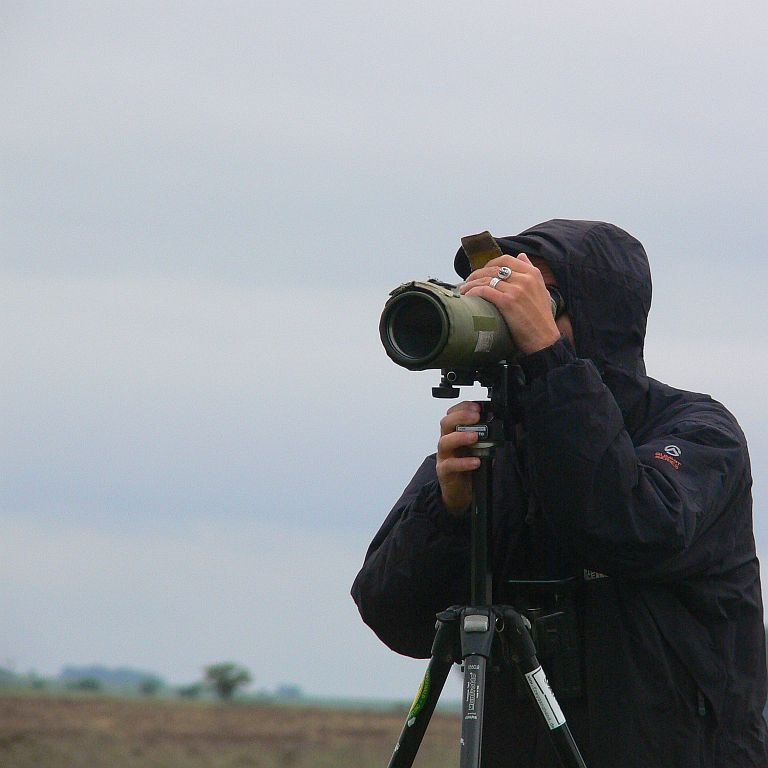 Where is the Upland Sandpiper (Prärieläufer)? by LeBoque