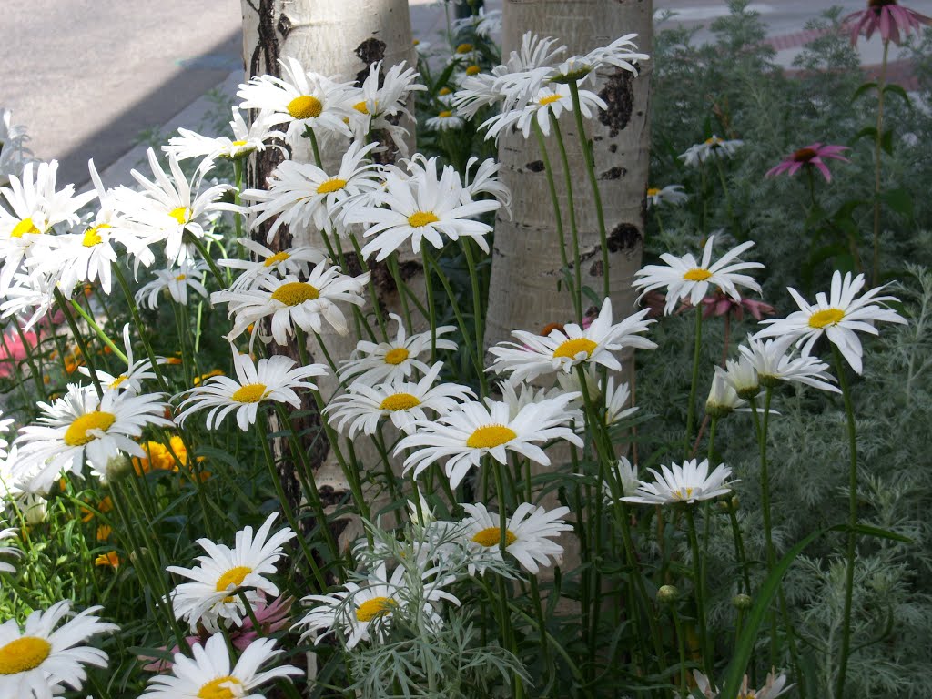 Daisys in Estes Park by cyndi52