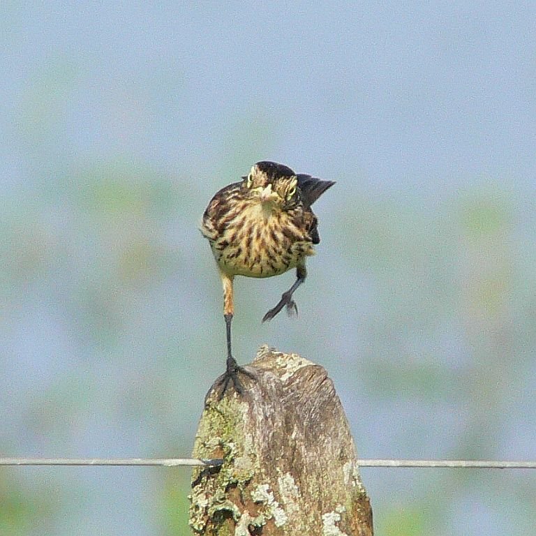 Spectacled Tyrant (Brillendunkeltyrann) female by LeBoque