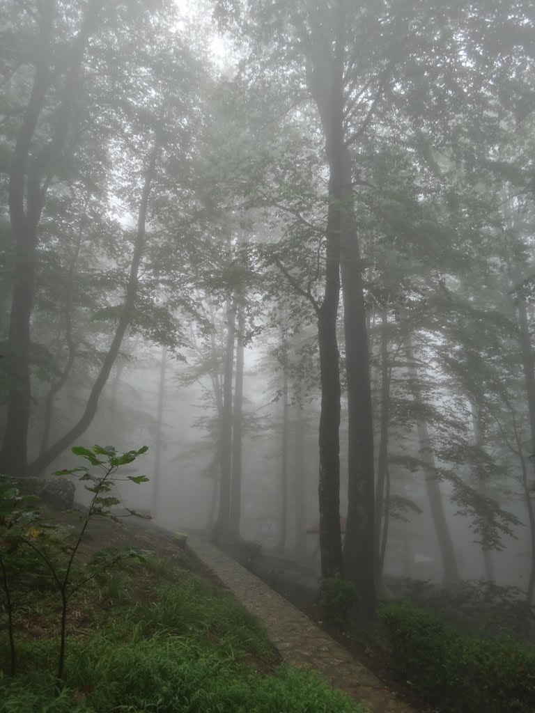 (Forest & fog ) ♥_♥ جنگل در مه - نمک آبرود by **omidka&Arman**