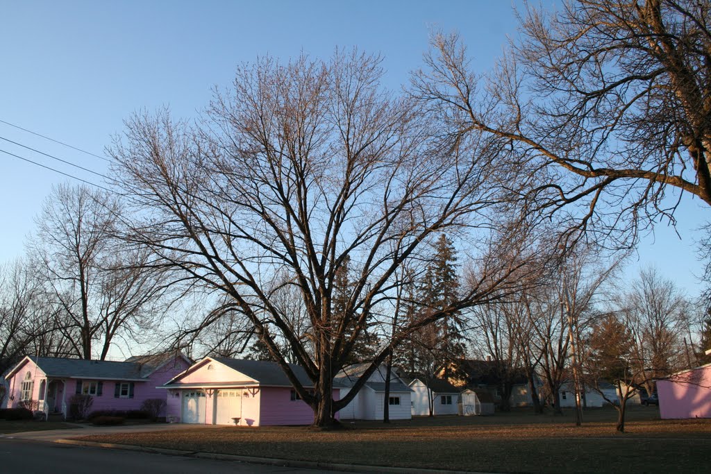 A very large, mature tree by farmbrough