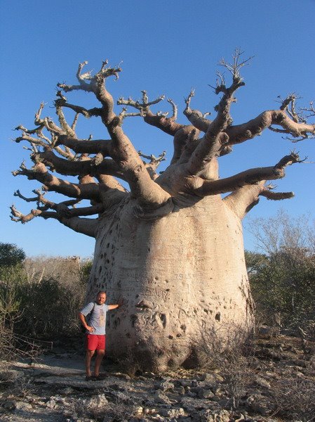 Very little baobab!! by michele luigi cresce…