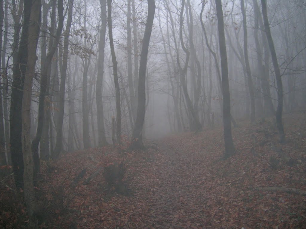 Waldweg am Anninger by derRadler