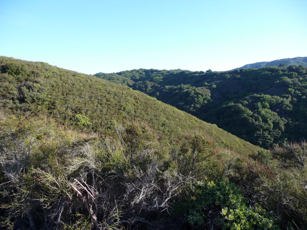 Sierra Azul Open Space Preserve, Priest Rock Trail by Alexander Avtanski