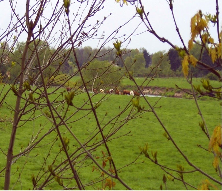 Kühe vorm Badengehen by landbewohner