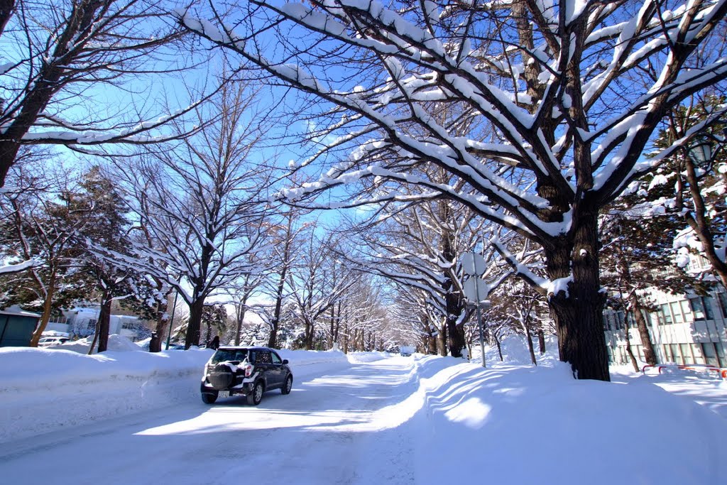 北海道大学 (Hokkaido University) by t-konno