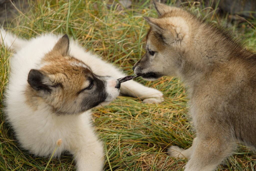 Sledge dog puppys, Rode Bay, Greenland by Mikkel Fruergaard