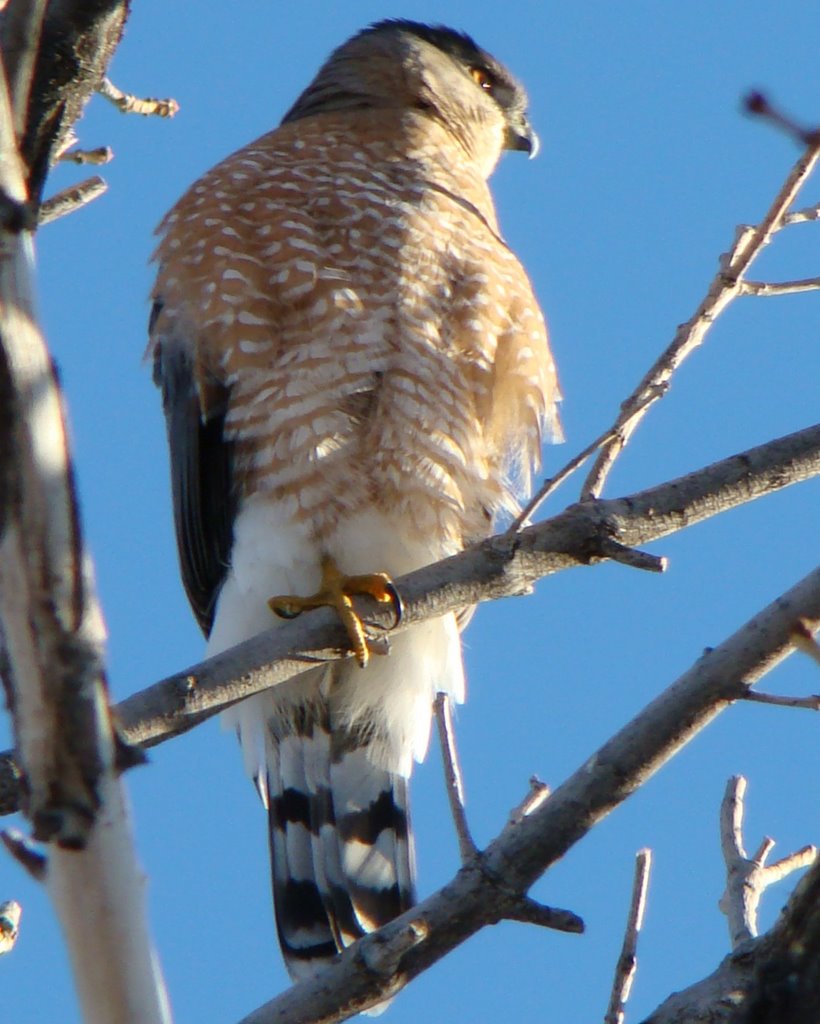 Cold Cooper's hawk (note tucked leg) by Warren E. Berg and D…