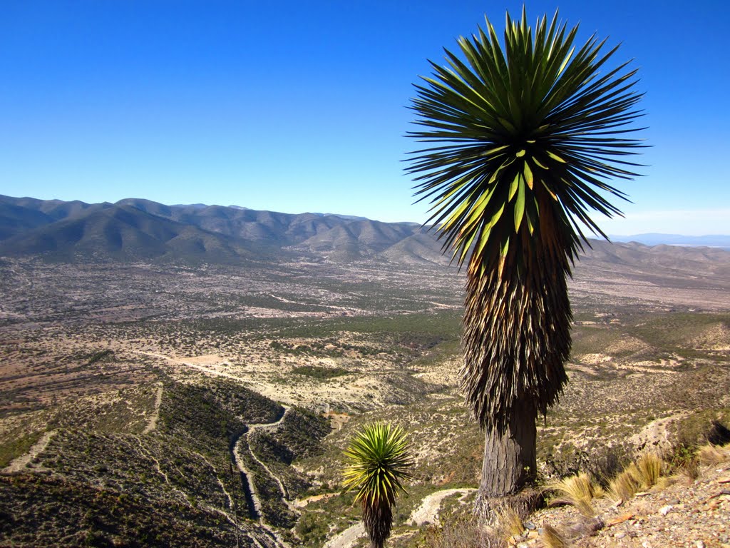 Palmas del desierto en el cerro del Fraile, frente a la sierra de Catorce by Mateo-traveler