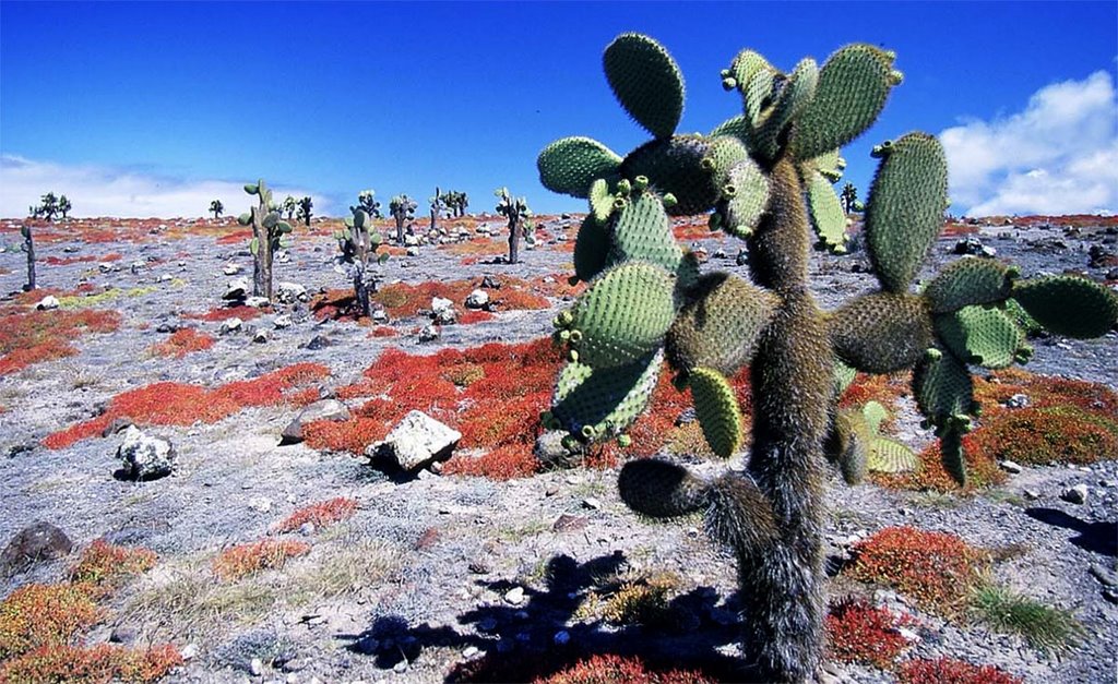 Galápagos : Isla de Plazas Sur, Cactus. by planetair