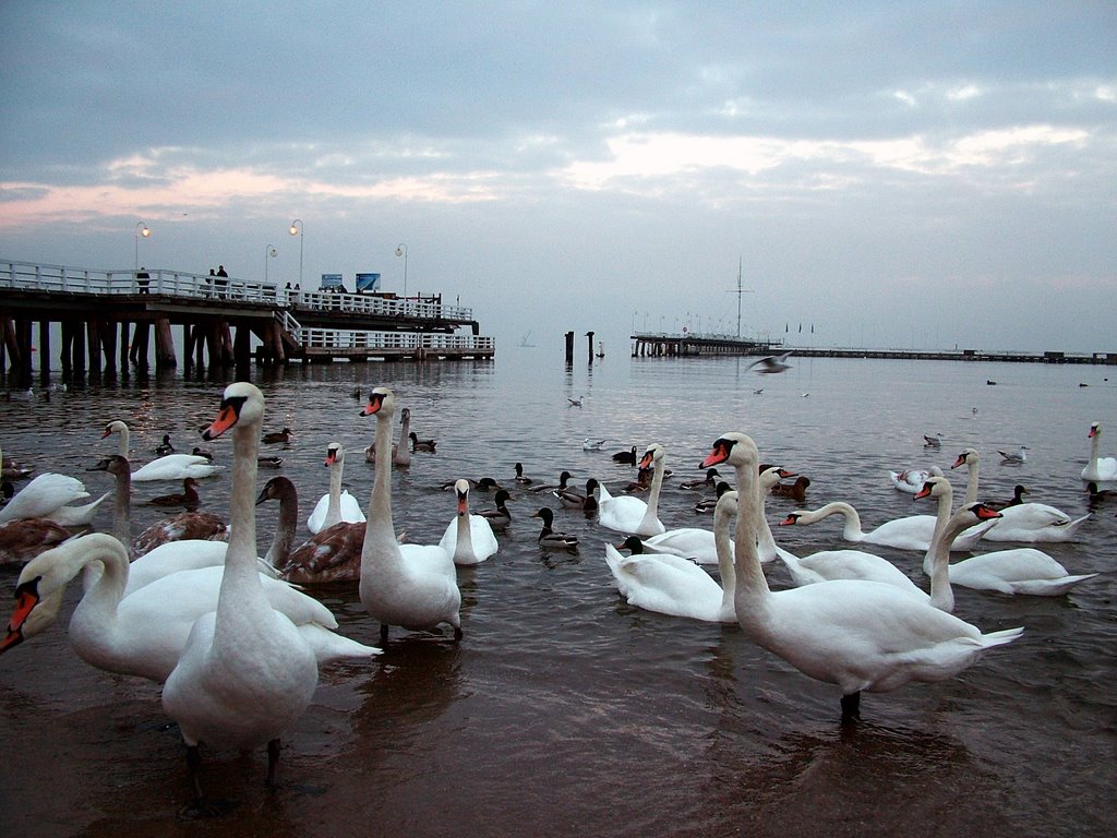 Sopot Swans by Duncan Eames