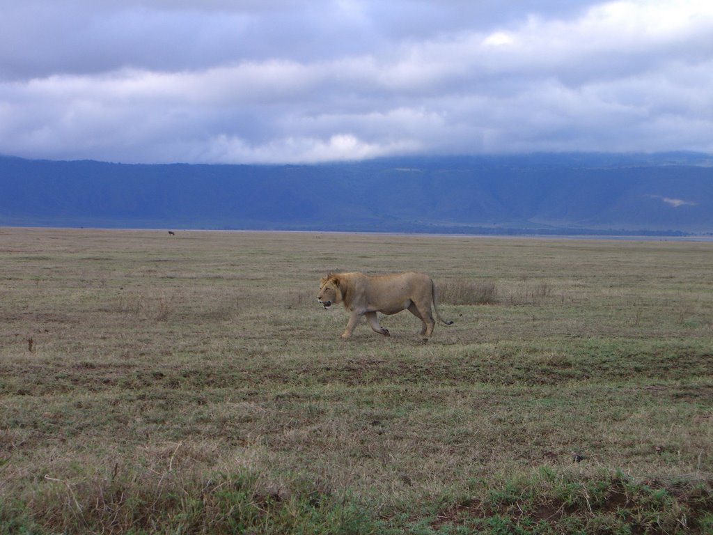 Lion in Ngorongoro Crater by Tryg