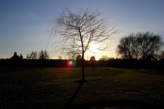 Baum by Costasicilya