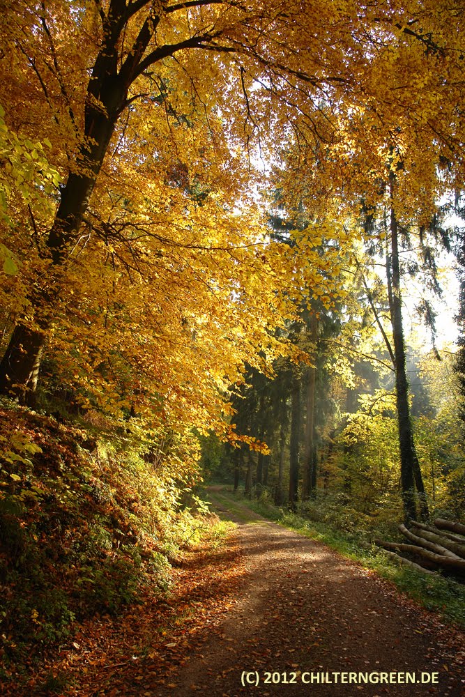 Waldweg im goldenen November 2011 by Michael Schäfer - chilterngreen.de