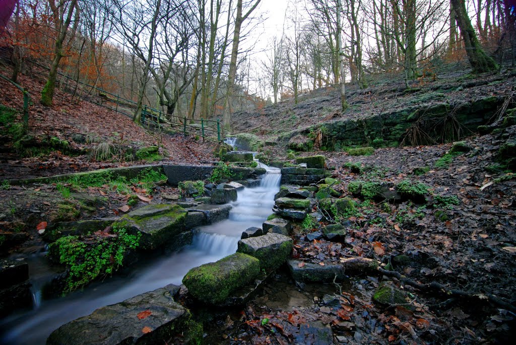 Healey Dell by Steve Buckley