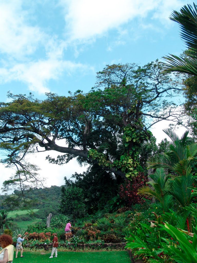 Old Tree in Caribelle Batik Gardens @ Romney Manor_Middle Island @ St Kitts. ©PhilRHamar by Phil R Hamar