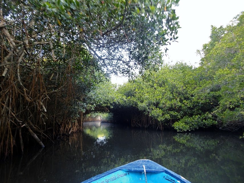 INICIANDO RECORRIDO POR MANGLARES LA TOVARA, NAYARIT 30 DIC 2011 by Sergio Arce G