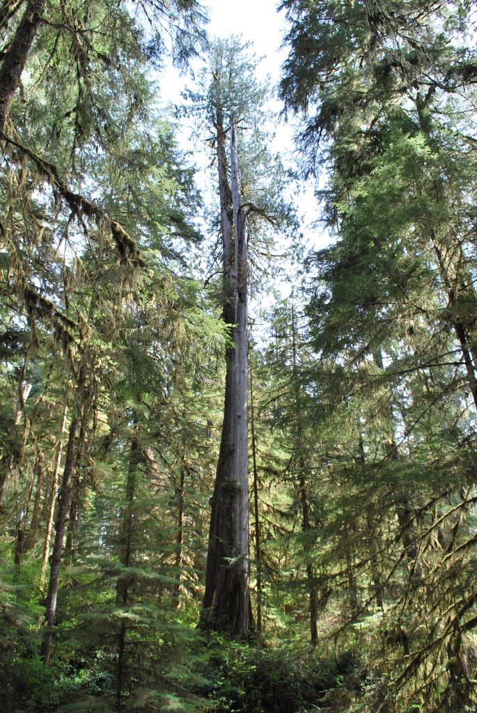 Old growth tree in Quinault Rainforest by lej1227