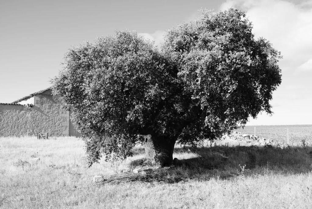 Encina (Quercus ilex) by Dejavú