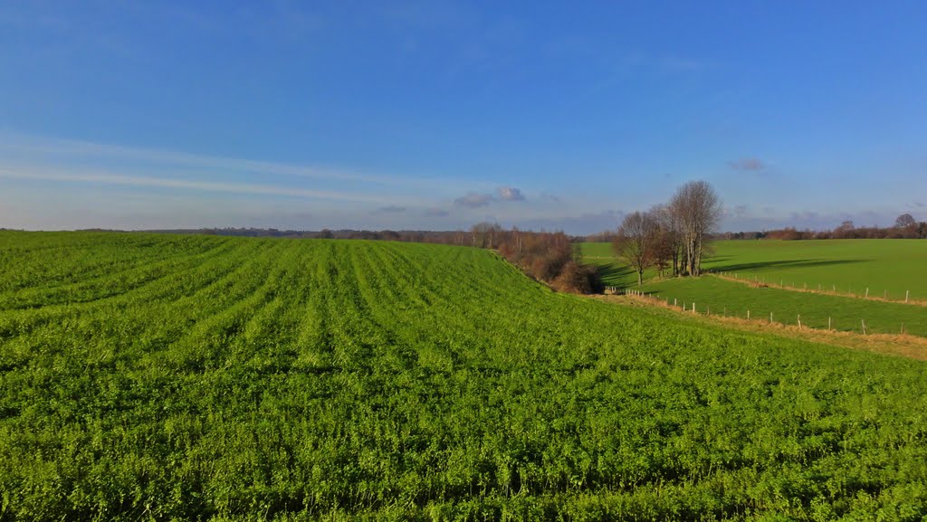 Möhren überall im Januar. by Willi Prinz