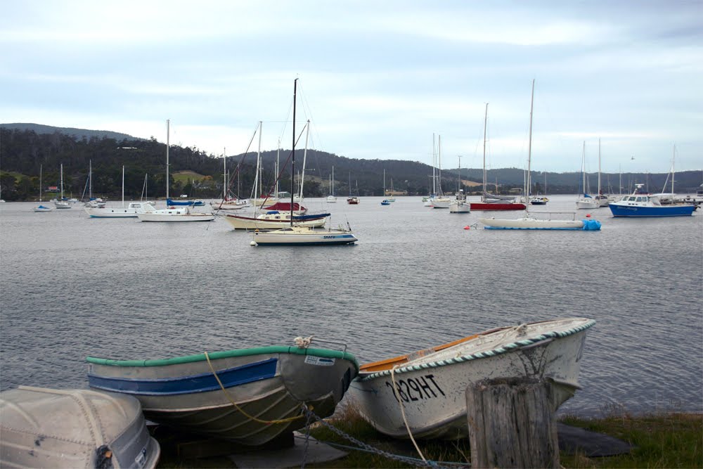 Cygnet Harbor by carl croom